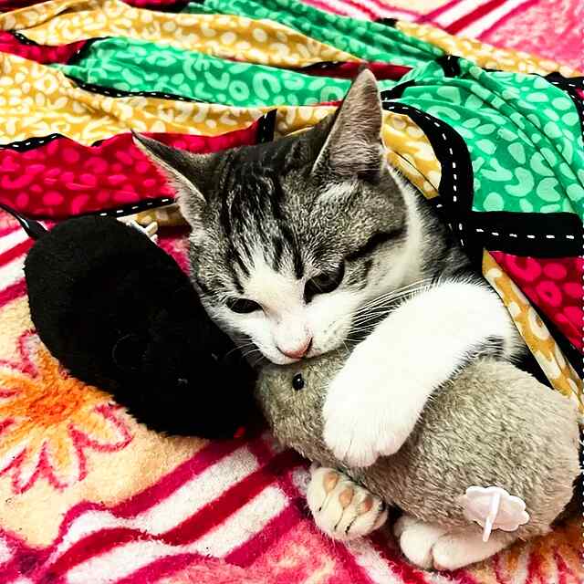 Заводна плюшева мишка - Іграшка для котів та собак, заводний механізм. М'який плюш   пластик. Реалістичні рухи. Без батарейок. Купити в Україні! - 1 фото товару